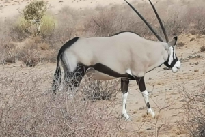 Elephant Adventure with Herson - a native of Damaraland