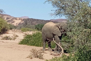 Elephant Adventure with Herson - a native of Damaraland