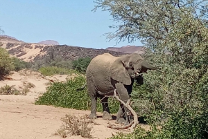 Elephant Adventure with Herson - a native of Damaraland