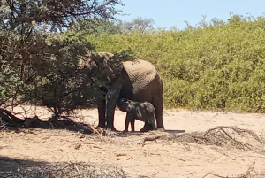 Elephant Adventure with Herson - a native of Damaraland