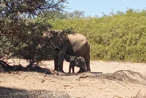 Elephant Adventure with Herson - a native of Damaraland