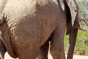 Elephant Adventure with Herson - a native of Damaraland