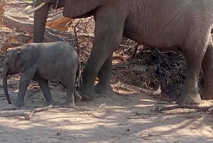 Elephant Adventure with Herson - a native of Damaraland