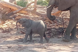 Elephant Adventure with Herson - a native of Damaraland