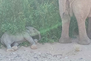 Elephant Adventure with Herson - a native of Damaraland