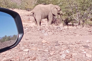 Elephant Adventure with Herson - a native of Damaraland