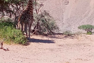 Elephant Adventure with Herson - a native of Damaraland