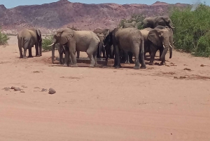 Elephant Adventure with Herson - a native of Damaraland