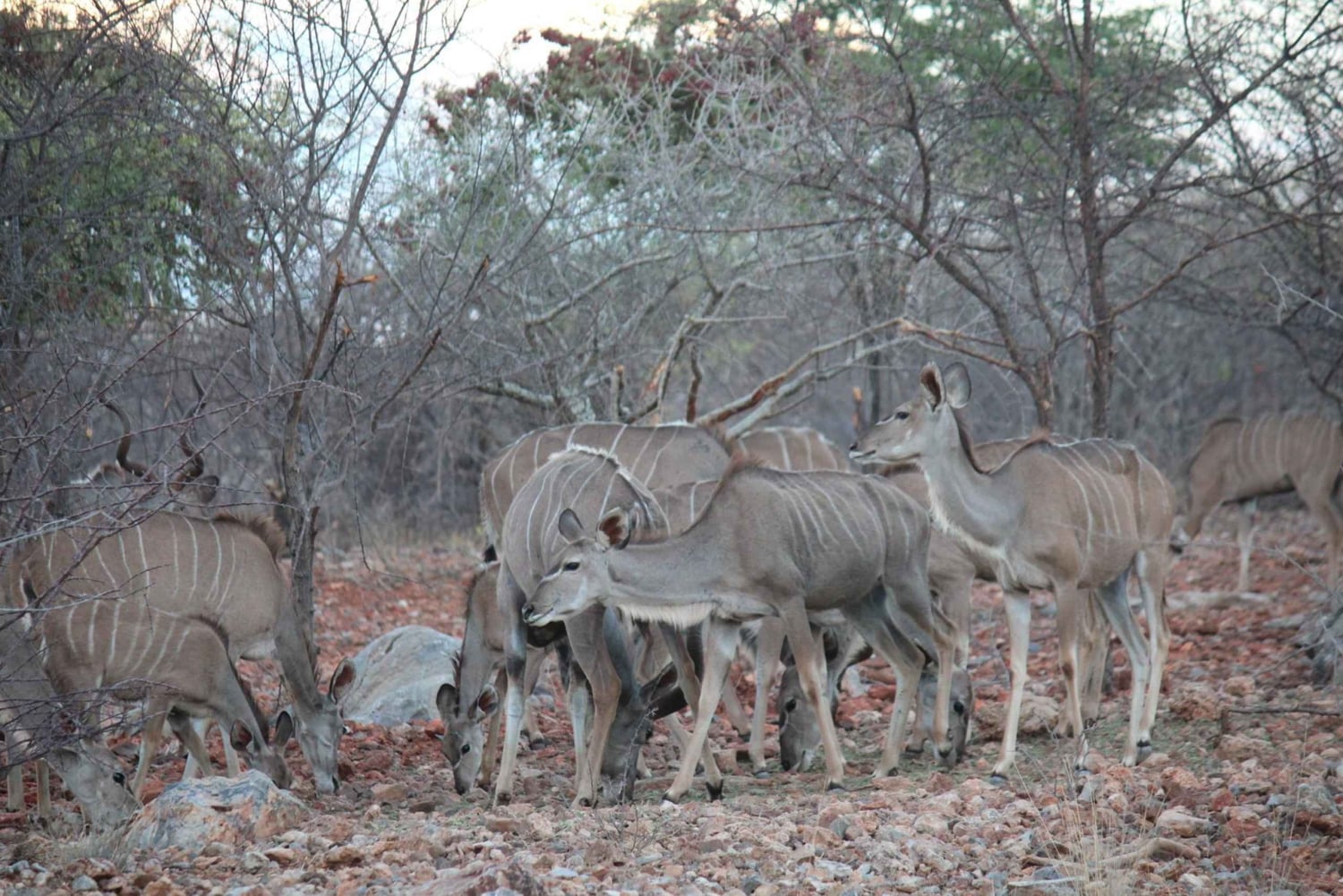 Etosha 3 days, 2 nights safari tour