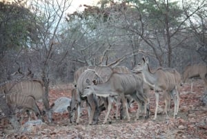 Etosha 3 days, 2 nights safari tour