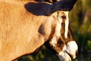 Etosha 3 days, 2 nights safari tour