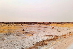 Etosha 3 days, 2 nights safari tour