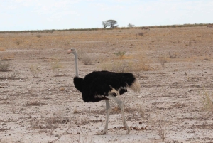 Etosha 3 days, 2 nights safari tour