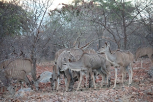 Etosha 3 days, 2 nights safari tour
