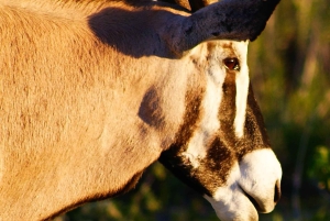 Etosha 3 days, 2 nights safari tour