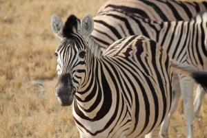 Etosha 3 days, 2 nights safari tour