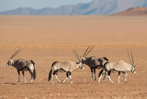 Etosha 4x4 Open Private Safari Full Day