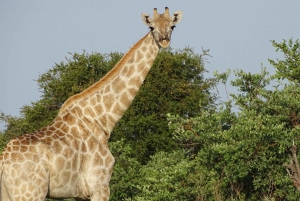 Etosha National Park: 4 Day Wildlife Safari Tour