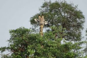 Etosha National Park: 4 Day Wildlife Safari Tour