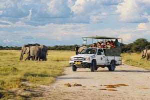 Etosha National Park: Full or Half-Day Game Drive