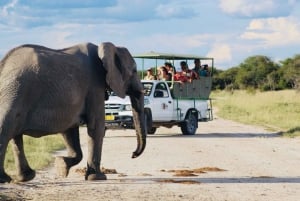 Etosha National Park: Full or Half-Day Game Drive