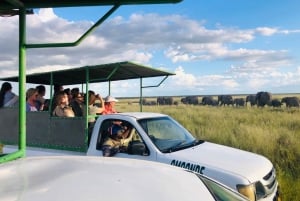 Etosha National Park: Full or Half-Day Game Drive
