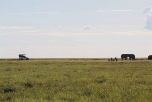 Etosha National Park: Full or Half-Day Game Drive