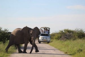 Etosha National Park: Full or Half-Day Game Drive