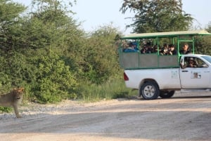 Etosha National Park: Full or Half-Day Game Drive