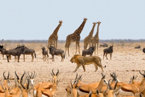 Etosha National Park & Swakopmund Tour