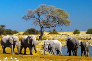 Etosha National Park & Swakopmund Tour