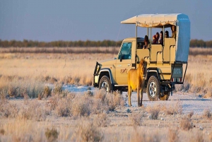 Etosha National Park:Transportation and tours to Etosha park