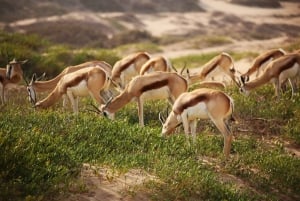 Sandwich Harbour: Namibia’s Ultimate Desert Meets Ocean Tour