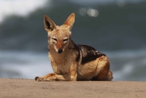 Sandwich Harbour: Namibia’s Ultimate Desert Meets Ocean Tour