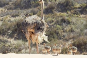 Sandwich Harbour: Namibia’s Ultimate Desert Meets Ocean Tour