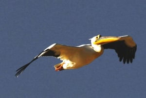 Sandwich Harbour: Namibia’s Ultimate Desert Meets Ocean Tour