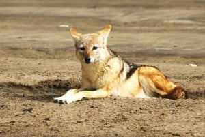 Sandwich Harbour: Namibia’s Ultimate Desert Meets Ocean Tour