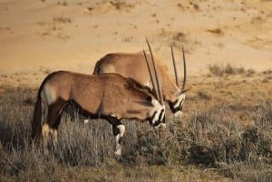 Sandwich Harbour: Namibia’s Ultimate Desert Meets Ocean Tour