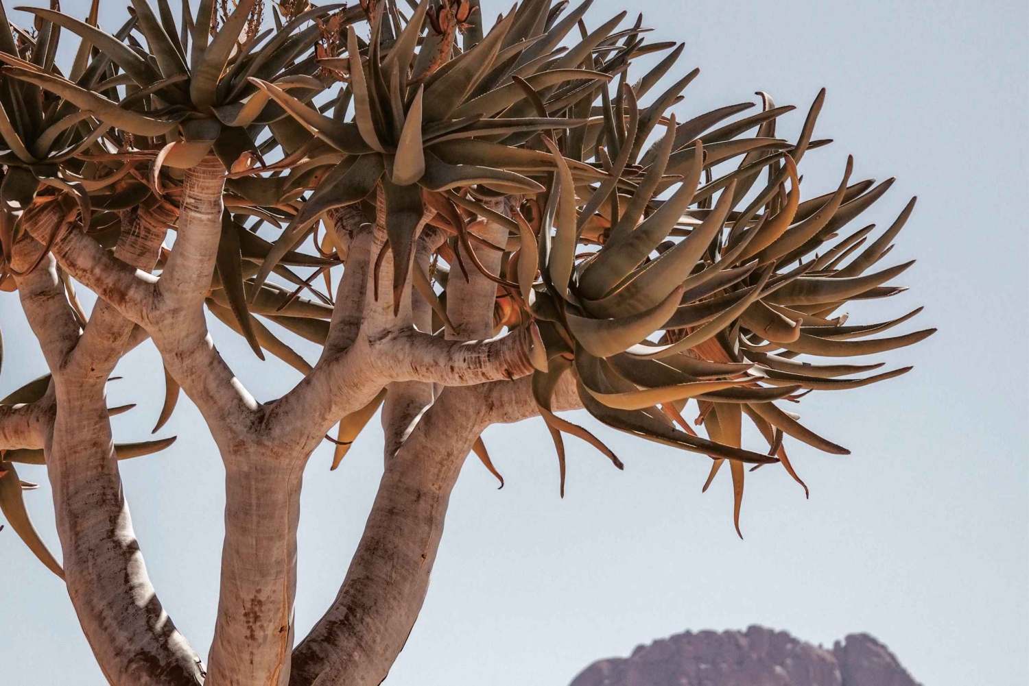 Swakopmund/Walvis Bay: Spitzkoppe Mountains