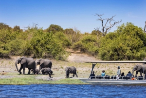 From Victoria Falls: Chobe & Namibian Island Tour with Lunch