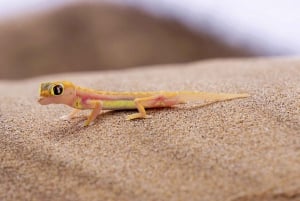 From Walvis Bay: Sandwich Harbour and Pelican Point Tour
