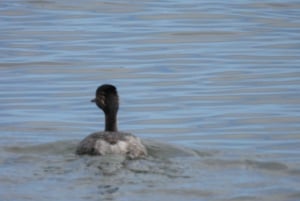 From Walvis Bay: Sandwich Harbour World Heritage Site