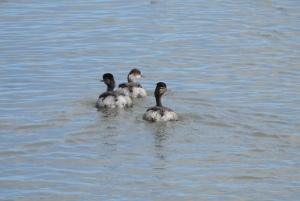 From Walvis Bay: Sandwich Harbour World Heritage Site