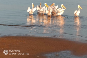 From Walvis Bay: Sandwich Harbour World Heritage Site