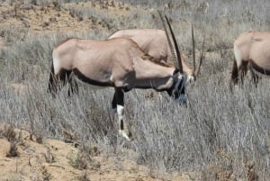 From Walvis Bay: Sandwich Harbour World Heritage Site