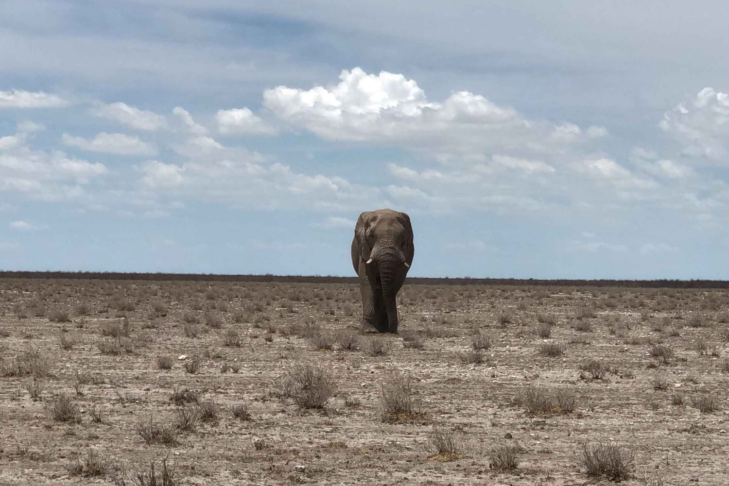 From Windhoek: 3-Day Etosha National Park Safari