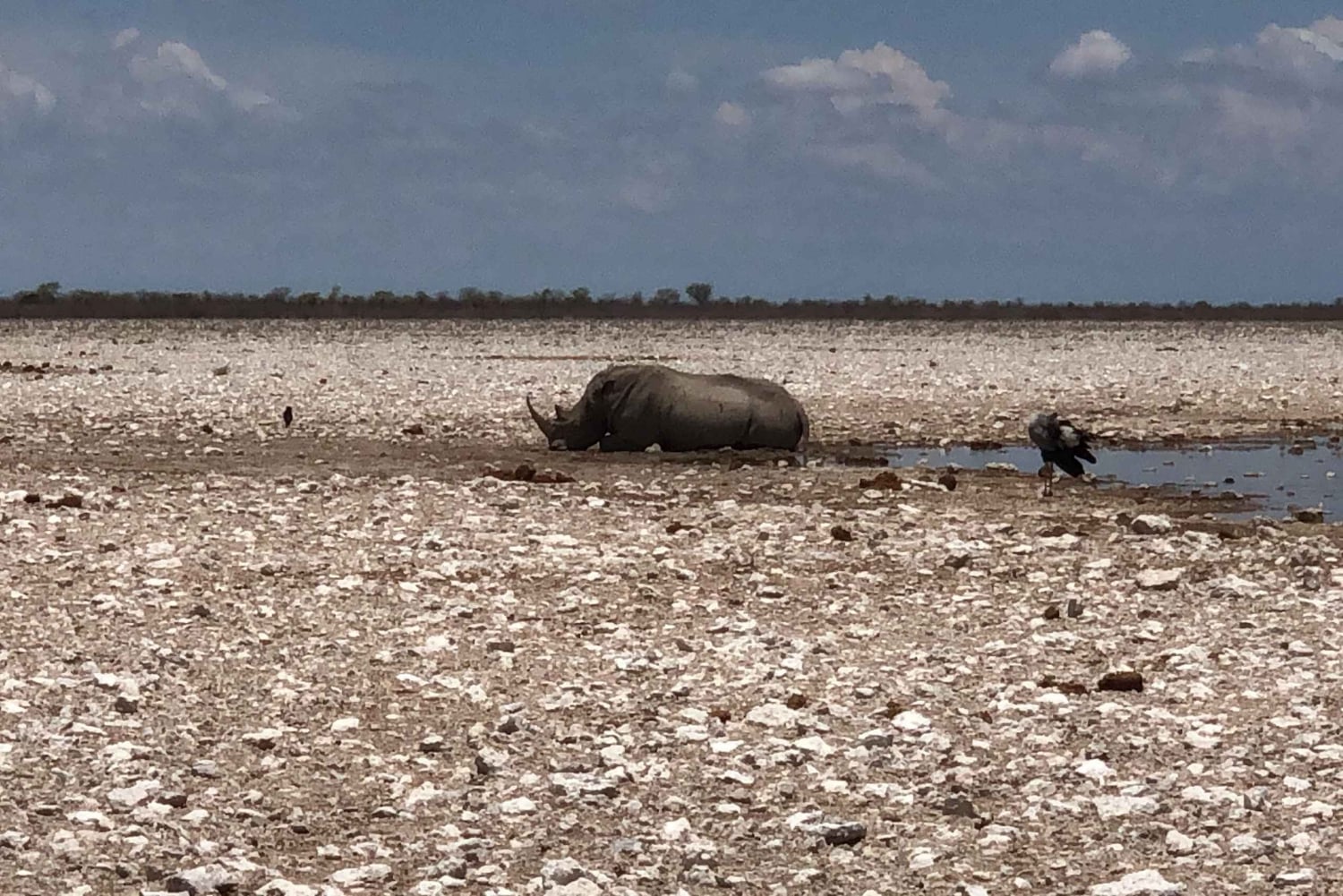 From Windhoek: 3-Day Etosha National Park Safari