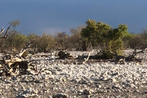 From Windhoek: 3-Day Etosha National Park Safari