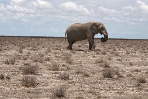 From Windhoek: 3-Day Etosha National Park Safari