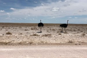 From Windhoek: 3-Day Etosha National Park Safari